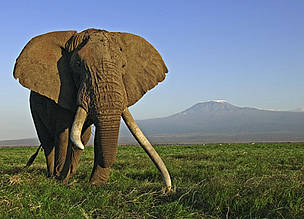 African elephant (Loxodonta africana) bull with large tusks, Amboseli National Park, Kenya. © Martin Harvey / WWF African elephant (Loxodonta africana) bull with large tusks, Amboseli National Park, Kenya.
