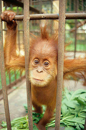 Captive baby Sumatran Orang-utan (Pongo abelii).
© TRAFFIC SE Asia/Chris R. Shepherd Captive baby Sumatran Orang-utan (Pongo abelii).
© TRAFFIC SE Asia/Chris R. Shepherd