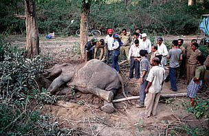 Indian elephant (Elephas maximus bengalensis); radio collared adult female with juvenile killed ...
© A. Christy Williams / WWF
© A. Christy Williams / WWF