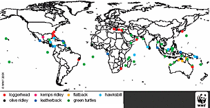 Global distribution of marine turtles.
© WWF Global distribution of marine turtles.
© WWF