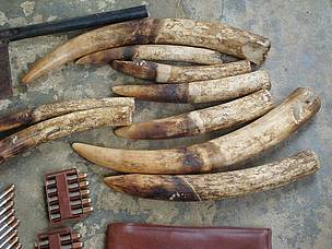 Elephant tusks seized from a poacher, who was also found in possession of elephant meat and tails. © WWF/CFP The poacher was found in possession of nine elephant tusks weighing about 8kg, elephant meat worth about 15kg and eight elephant tails