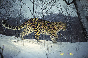 This female amur leopard (Panthera pardus orientalis) was photographed using a camera trap. She had ...
© WWF-Russia / ISUNR Narva is female amur leopard (<i>Panthera pardus orientalis</i>). She had recently had ...
© WWF-Russia / ISUNR
