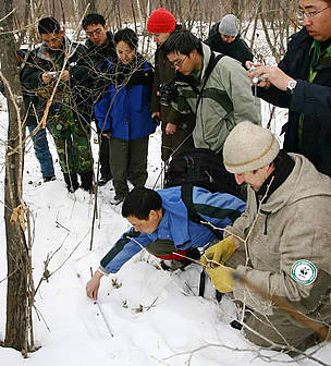 WWF staff train ecologists to recognize and measure Amur leopard tracks in the snow.
© Dmitry Kuchma / WWF Russia
© Dmitry Kuchma / WWF Russia