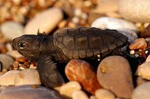 As many as 200,000 loggerhead turtles are caught annually by commercial long-line tuna, swordfish, ...
© WWF / Michel Gunther
© WWF / Michel Gunther
