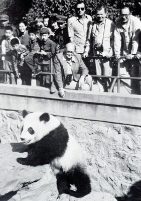 Sir Peter Scott visiting a Giant Panda in the Beijing zoo.
© WWF / WWF Intl.
© WWF / WWF Intl.