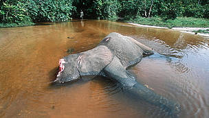 Forest elephant killed by poachers for tusks, Dzanga-Ndoki National Park, Central African Republic .
© Martin HARVEY / WWF
© Martin HARVEY / WWF