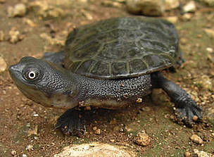 Due to the growing illegal trade of the Roti Island snake-necked turtle, the species – endemic to ...
© Bonggi Ibarrando
© Bonggi Ibarrando