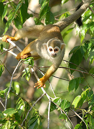 e todas las especies de mamíferos de América comercializadas, 95% se encuentran en Brasil, uno de ...
© Zig Koch / WWF
© Zig Koch / WWF