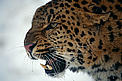 Amur leopard, (Panthera pardus orientalis) snarling in snow. Captive. © naturepl.com/Lynn M. Stone / WWF Amur leopard, (Panthera pardus orientalis) snarling in snow. Captive.