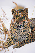 Amur leopard (Panthera pardus orientalis) snarling © naturepl.com/Lynn M. Stone / WWF Amur leopard (Panthera pardus orientalis) snarling
