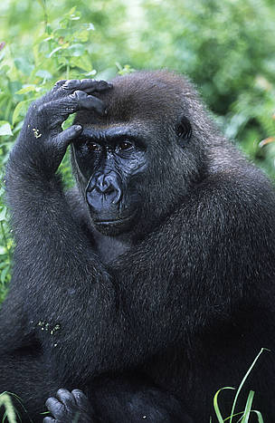 Orphaned Western Lowland Gorilla reintroduced into the wild.
© © Martin HARVEY / WWF
© © Martin HARVEY / WWF
