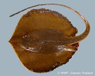 The Himantura Kittipongi freshwater stingray, found in the Mekong Basin of western Thailand
© WWF Thailand
© WWF Thailand