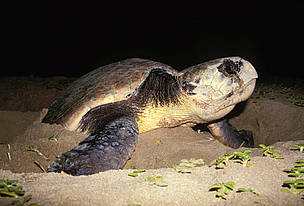 Female loggerhead turtle (Caretta caretta) digging a nest.
© WWF / Martin Harvey
© WWF / Martin Harvey