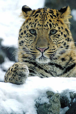 Amur Leopard, located in the Russian Far East. As of mid-2008, only 35 remain in existence.
© WWF / V. Solkin
© WWF / V. Solkin