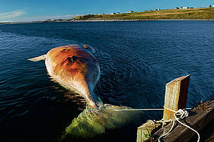 The carcass of a female Northern right whale (Eubalaena glacialis) killed by a ship collision, Nova ...
© Brian J. Skerry / National Geographic Stock / WWF The carcass of a female Northern right whale killed by a ship collision, Nova Scotia, Canada.
© Brian J. Skerry / National Geographic Stock / WWF