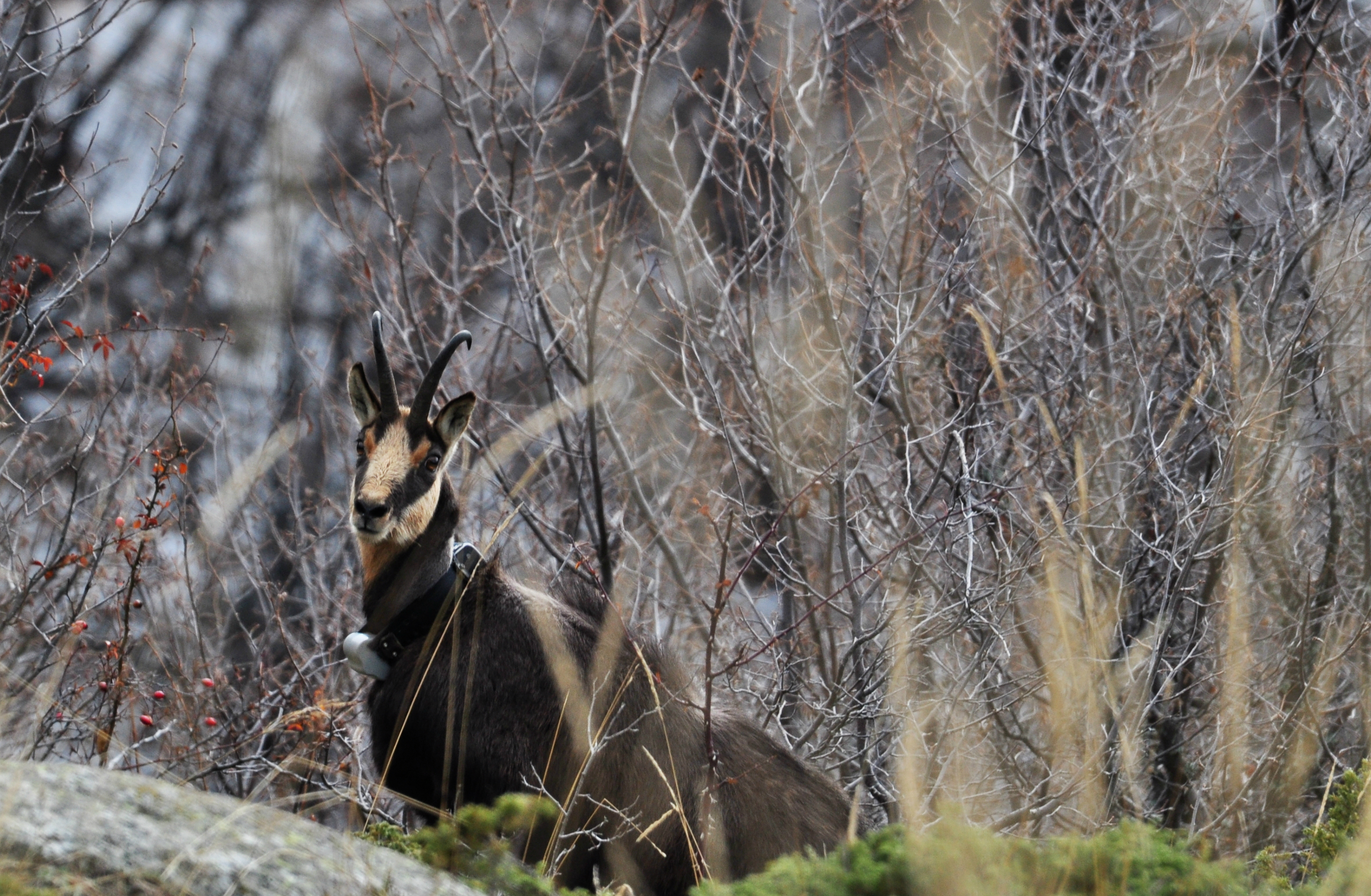 Important Unesco Decision To Protect Pirin Is Set For Adoption But Bulgarian Authorities May Intervene To Water It Down Wwf